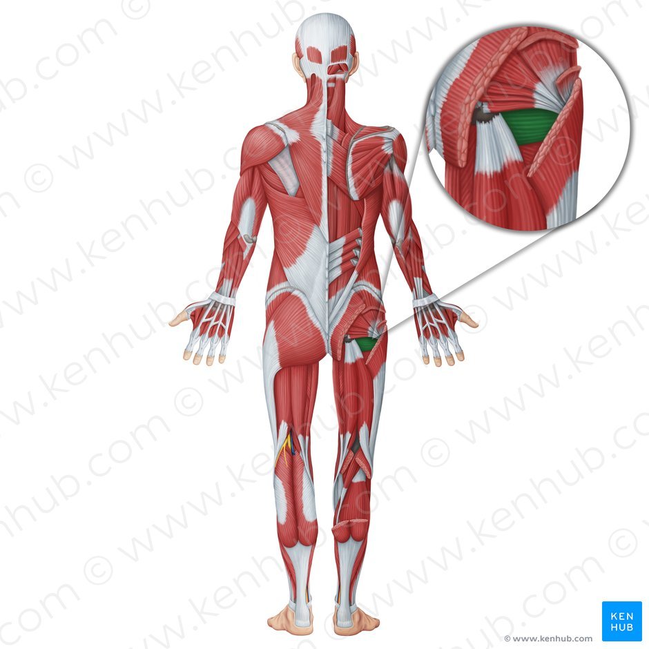 Quadratus Femoris - Origin, Nerve Supply, Function