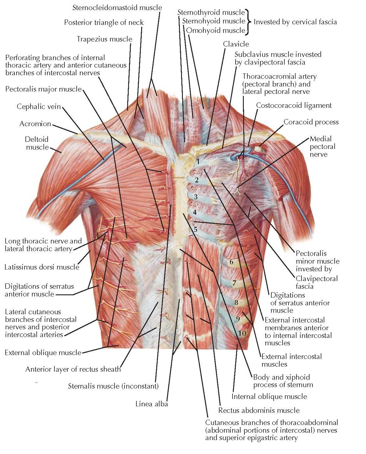 Posterior Abdominal Wall Muscles - Origin, Nerve Supply