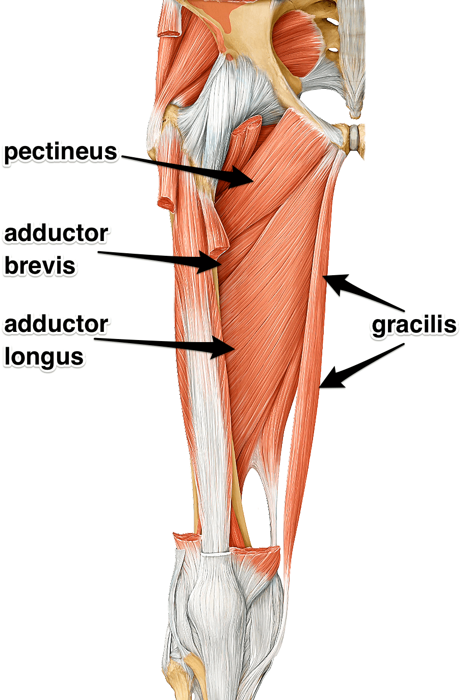 Pectineus Muscle - Origin, Nerve Supply, Function