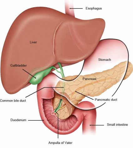 What Is Pancreas? - Anatomy, Structure, Nerve Supply,