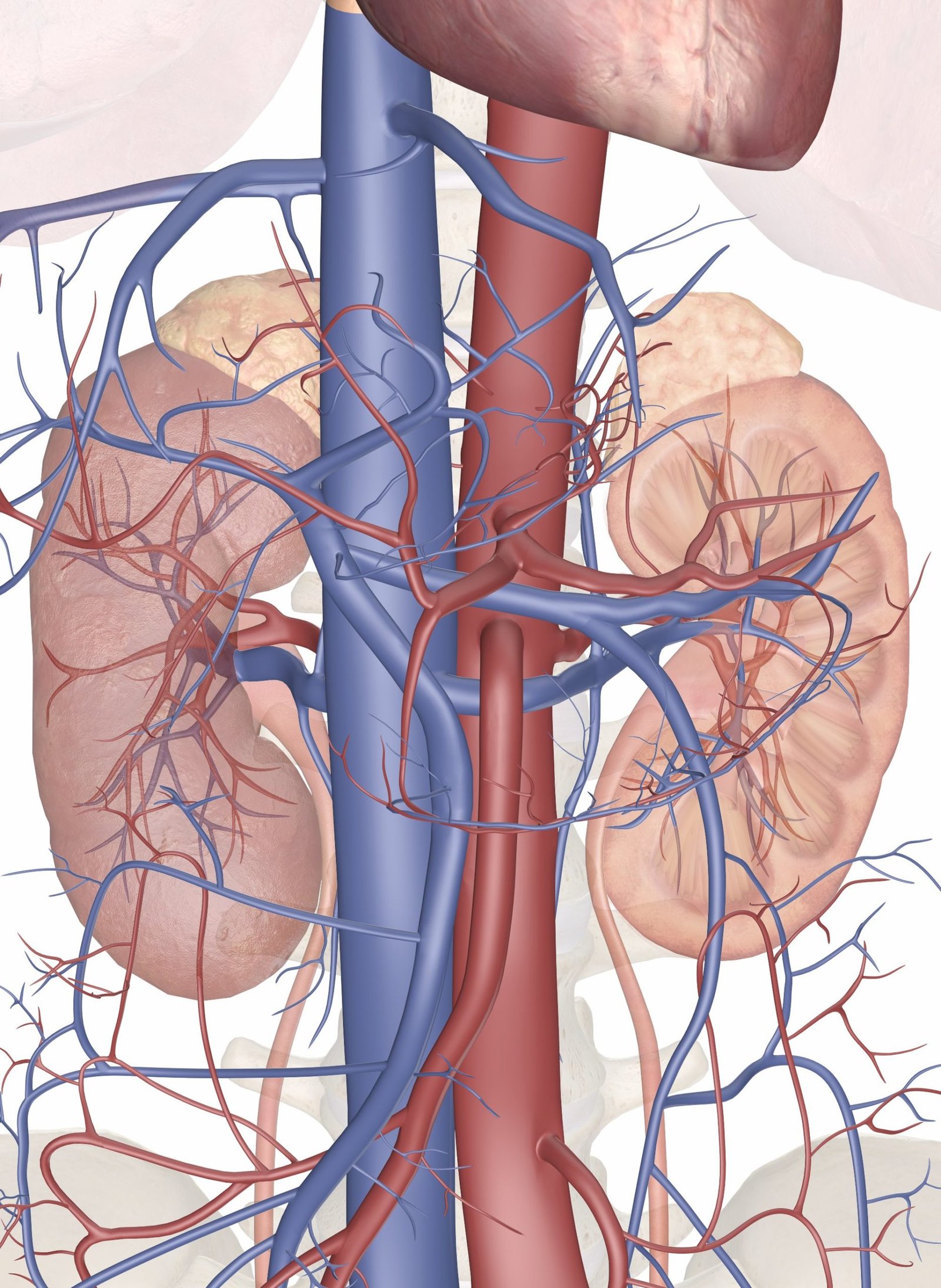 Kidney Function Tests - Procedure, Technique,
