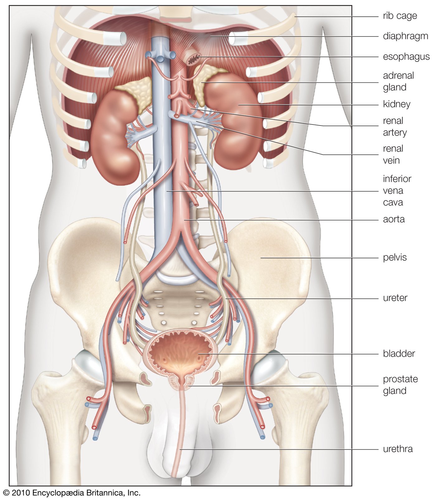 Kidney Failure - Causes, Symptoms, Diagnosis, Treatment