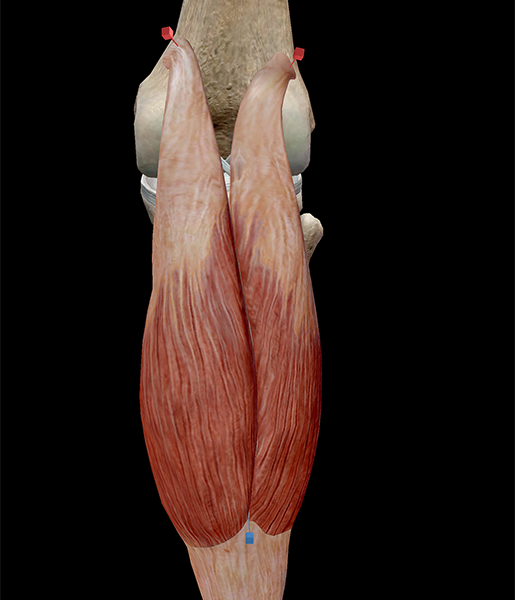 Gastrocnemius Muscle - Origin, Nerve Supply, Function Gastrocnemius Muscle - Origin, Nerve Supply, Function