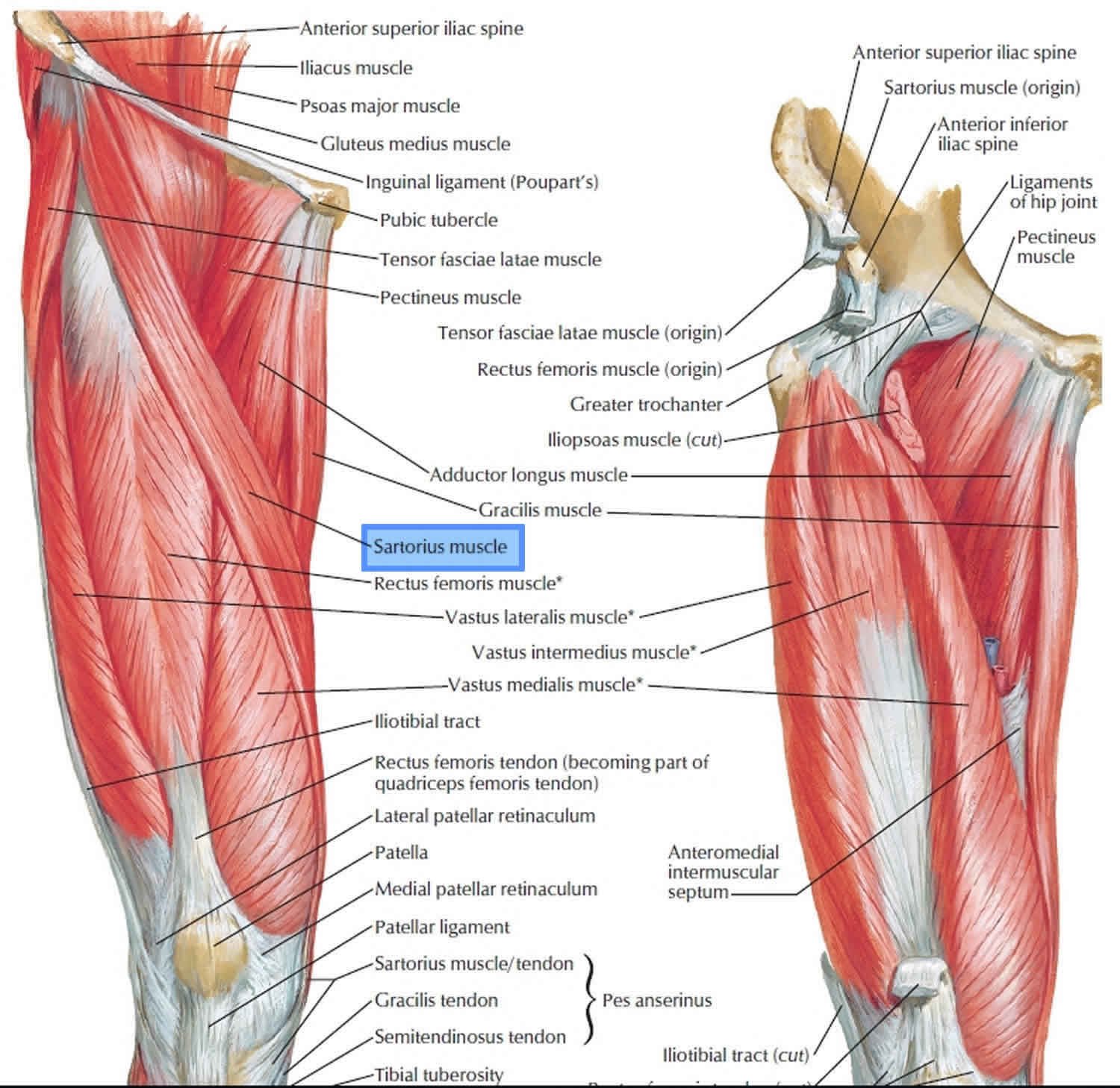 Posterior Thigh Muscles - Origin, Nerve Supply, Function