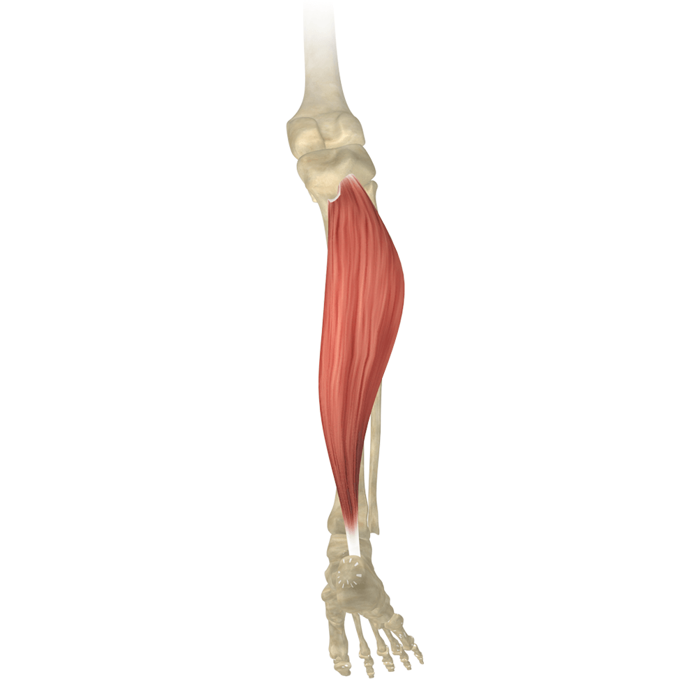 Soleus Muscle - Origin, Nerve Supply, Functions Soleus Muscle - Origin, Nerve Supply, Functions