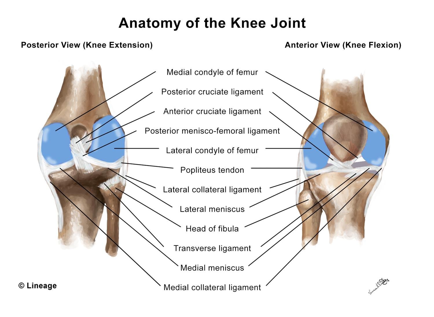 PCL Injury Tear - Causes, Symptoms, Diagnosis, Treatment
