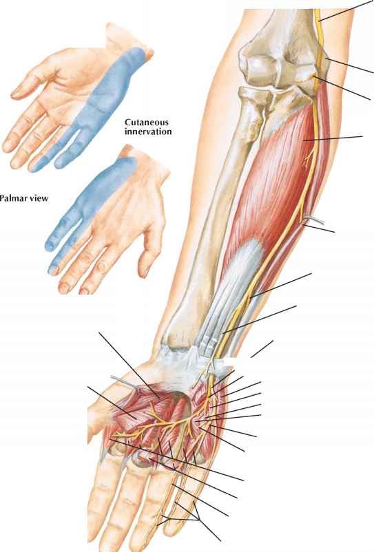 Entrapted Ulnar Nerve - Causes, Symptoms, Treatment