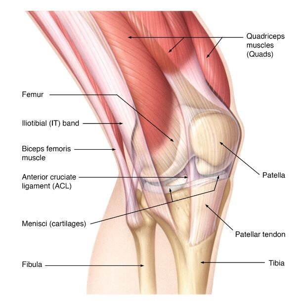 Knee Medial Collateral Ligament Injury - Symptoms, Treatment
