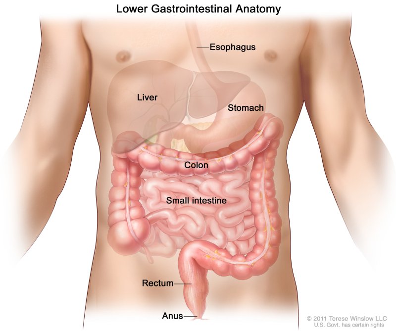 Anal Cancer - Causes, Symptoms, Diagnosis, Treatment Anal Cancer - Causes, Symptoms, Diagnosis, Treatment