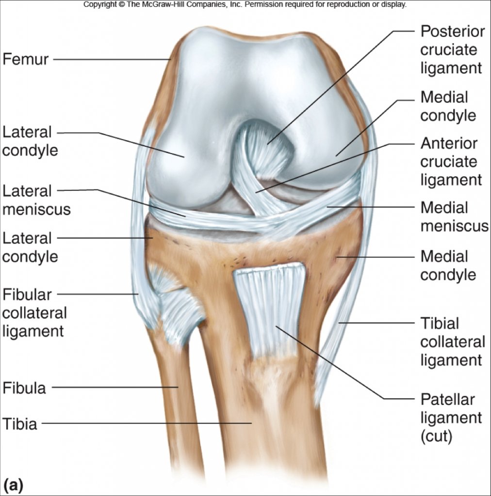 PCL Injury Tear - Causes, Symptoms, Diagnosis, Treatment