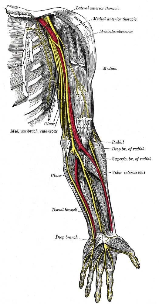 Median Nerve Neuropathy - Causes, Symptoms, Treatment