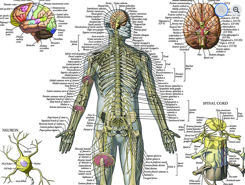 Central Nervous System - Anatomy, Types, Functions