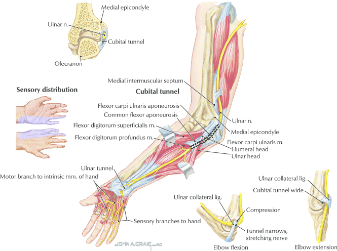 Nerve Supply Of Upper Limb - Clinical Significance