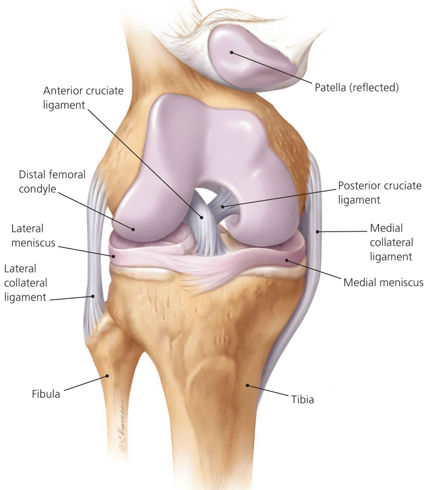 Anterior Cruciate Ligament Injury - Symptoms, Treatment