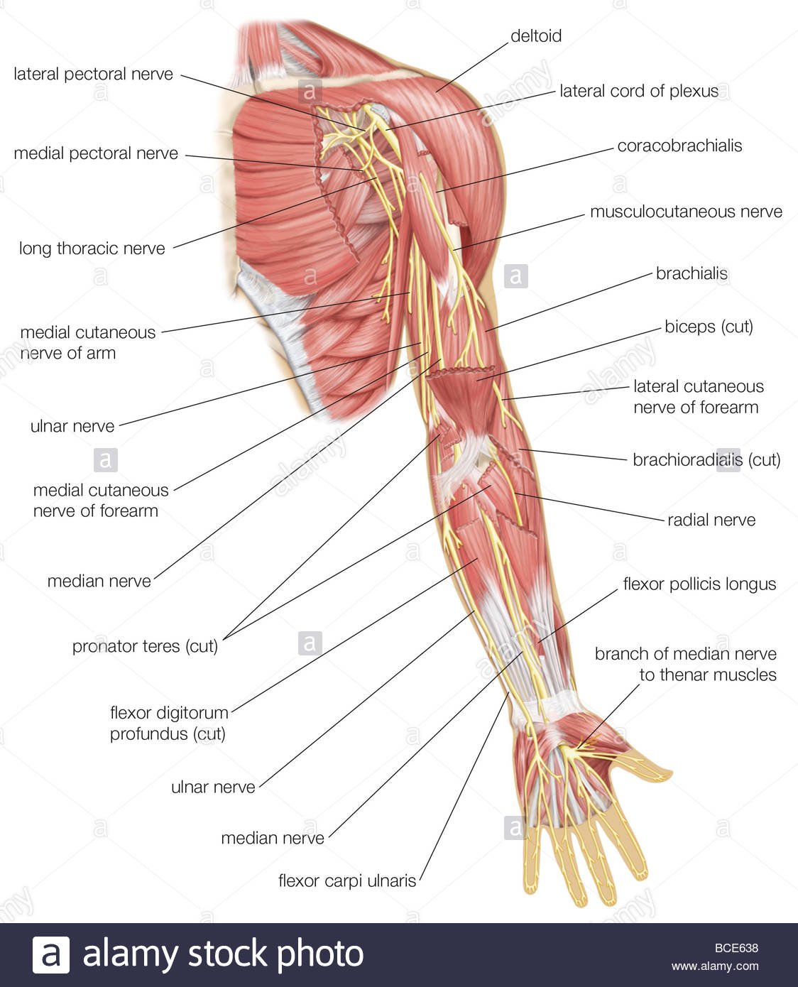Median Nerve Neuropathy - Causes, Symptoms, Treatment