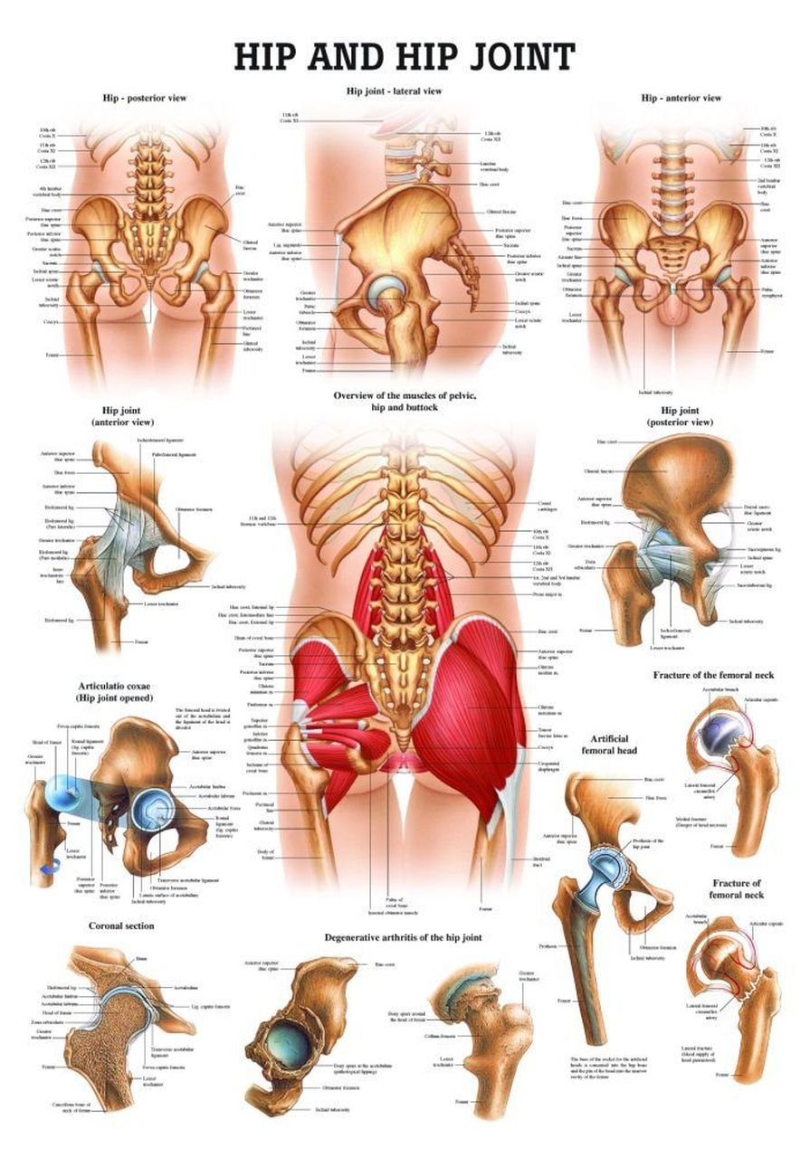 What Is Hip Dislocations? - Symptoms, Treatment