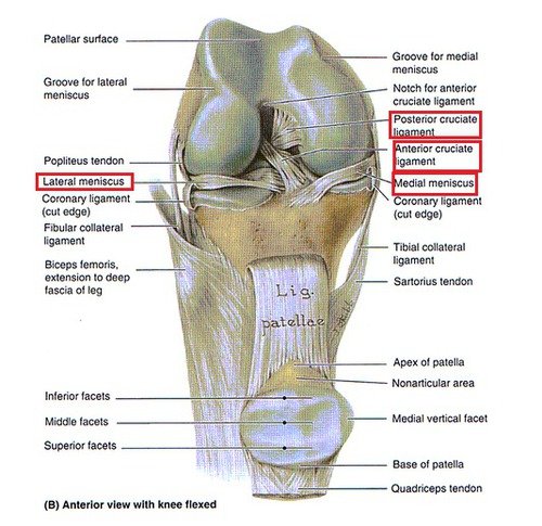 Lateral Meniscus Injury - Causes, Symptoms, Treatment