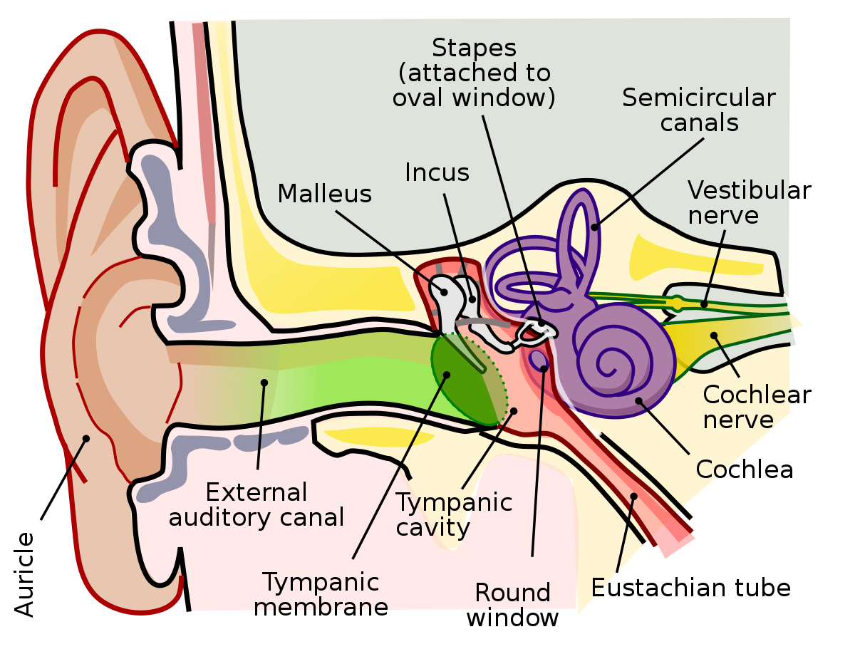 Ear Irrigation - Indications, Contraindications