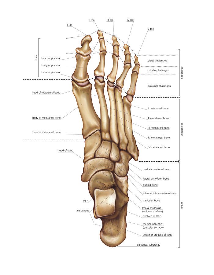 Bones of Foot - Anatomy, Muscle Attachment, Function