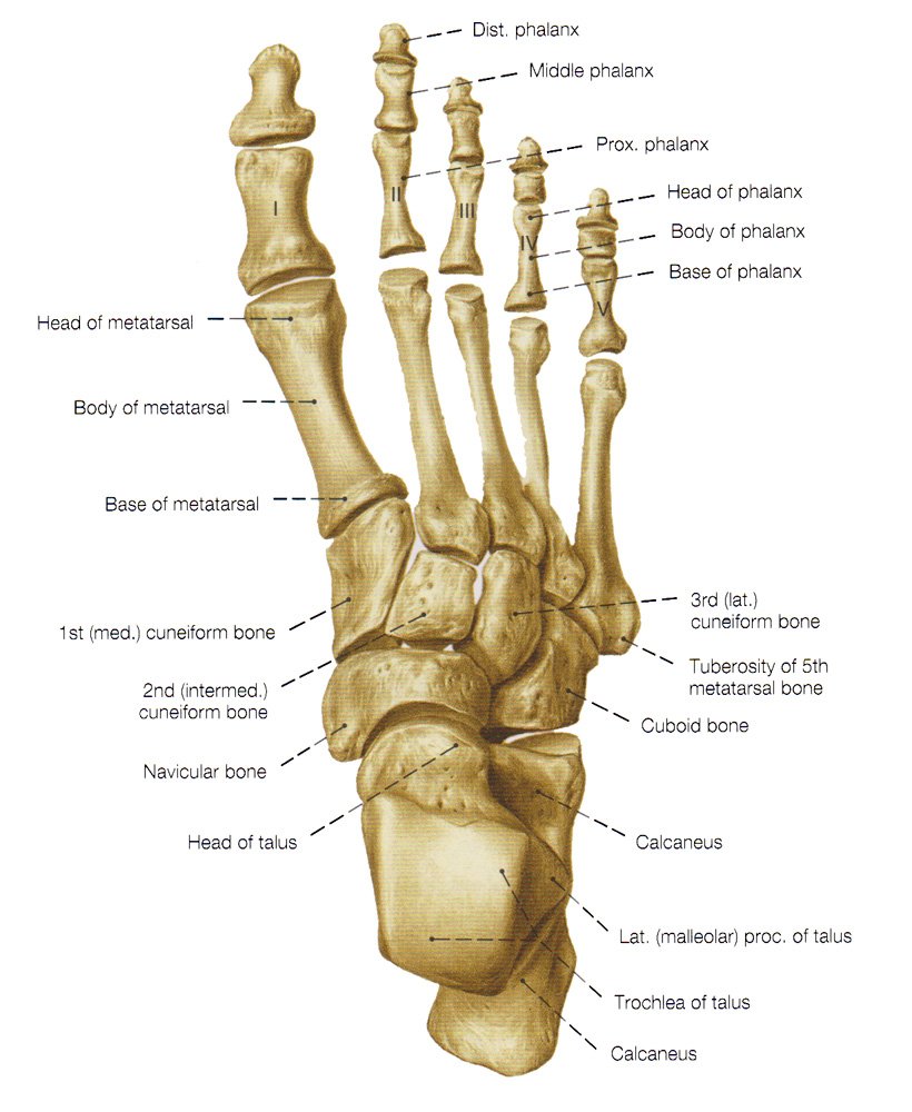 Metatarsal Stress Fractures - Causes, Symptoms, Treatment