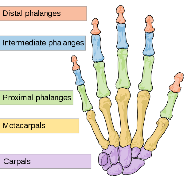 What Is Middle Phalanges Fractures? Symptoms, Treatment