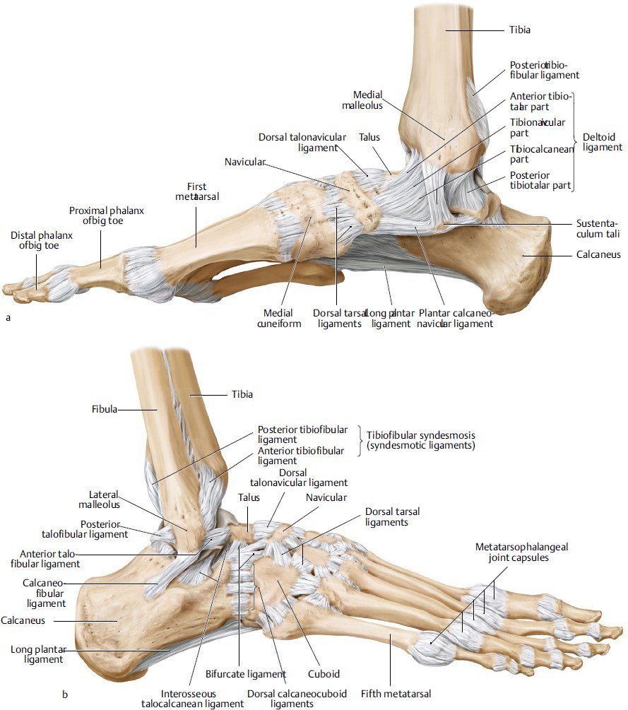 Metatarsal Stress Fractures - Causes, Symptoms, Treatment