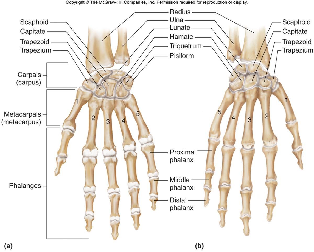 Metacarpal Fractures - Causes, Symptom, Treatment