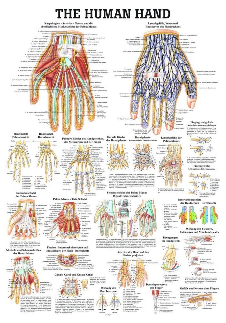 Metacarpal Fractures - Causes, Symptom, Treatment