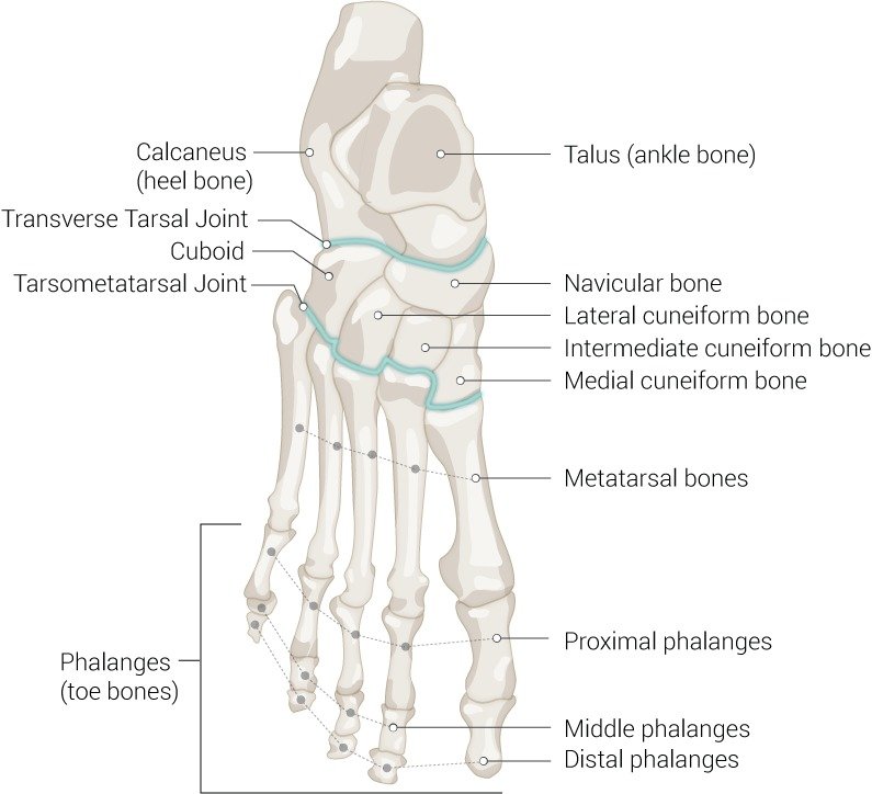 Bones of Foot - Anatomy, Muscle Attachment, Function