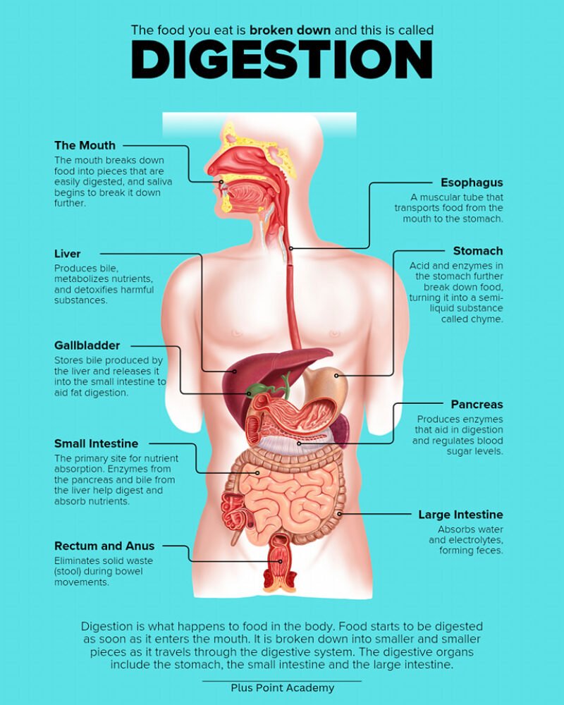 Digestive System - Anatomy, Nerve Supply, Function