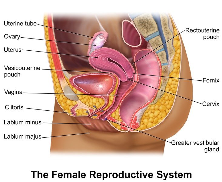 Submucosal Fibroids - Causes, Symptoms, Treatment