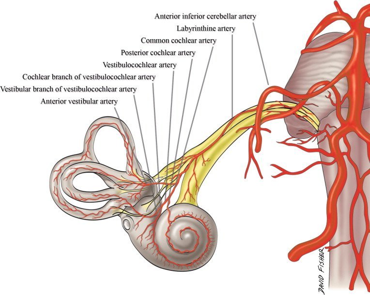Vestibulocochlear Nerve - Anatomy, Blood and Nerve Supply Vestibulocochlear Nerve - Anatomy, Blood and Nerve Supply