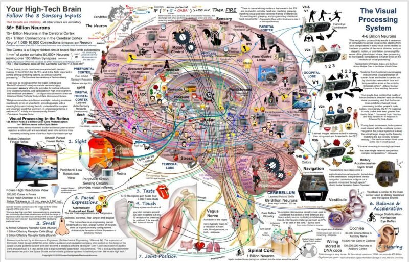 The Brain - Anatomy, Types, Functions