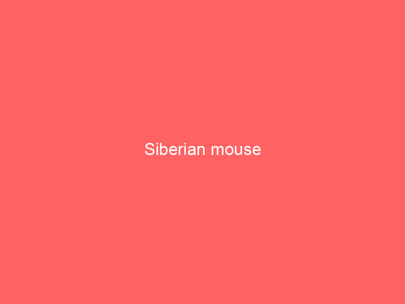 Siberian mouse