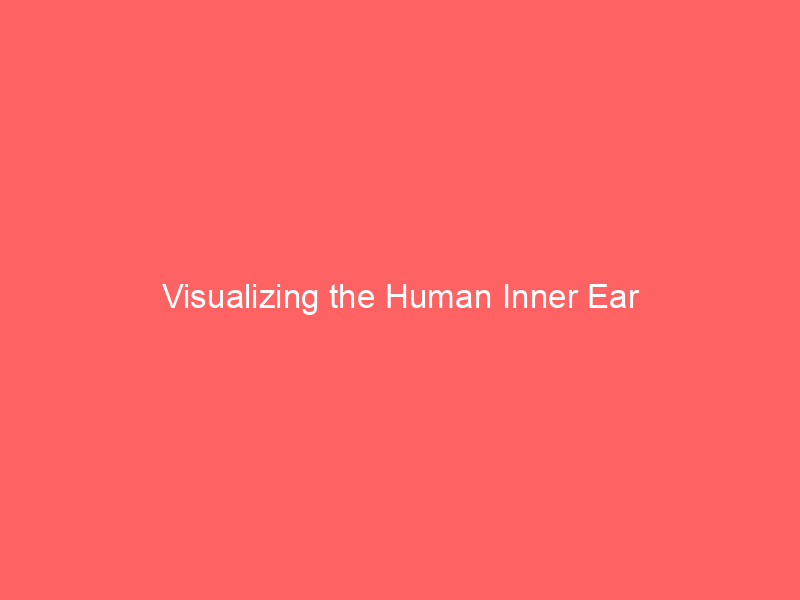 Visualizing the Human Inner Ear