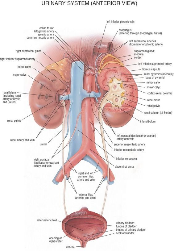 Dissection Human Body Dissection Human Body