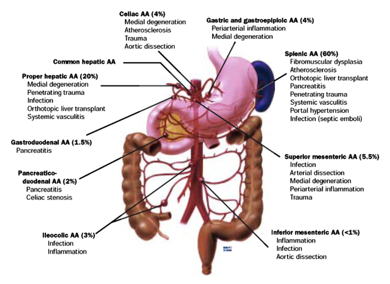 Dissection Human Body Dissection Human Body