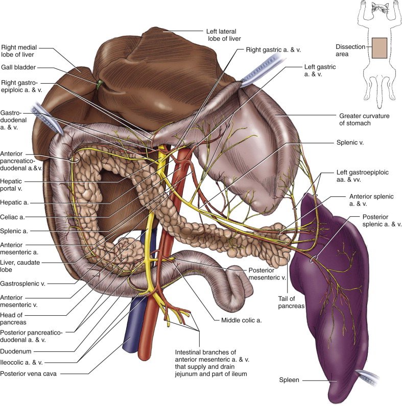 Dissection Human Body Dissection Human Body