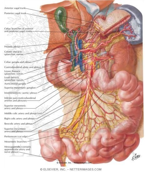Dissection Human Body Dissection Human Body