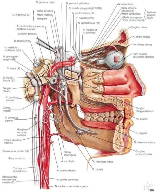 Dissection Human Body Dissection Human Body