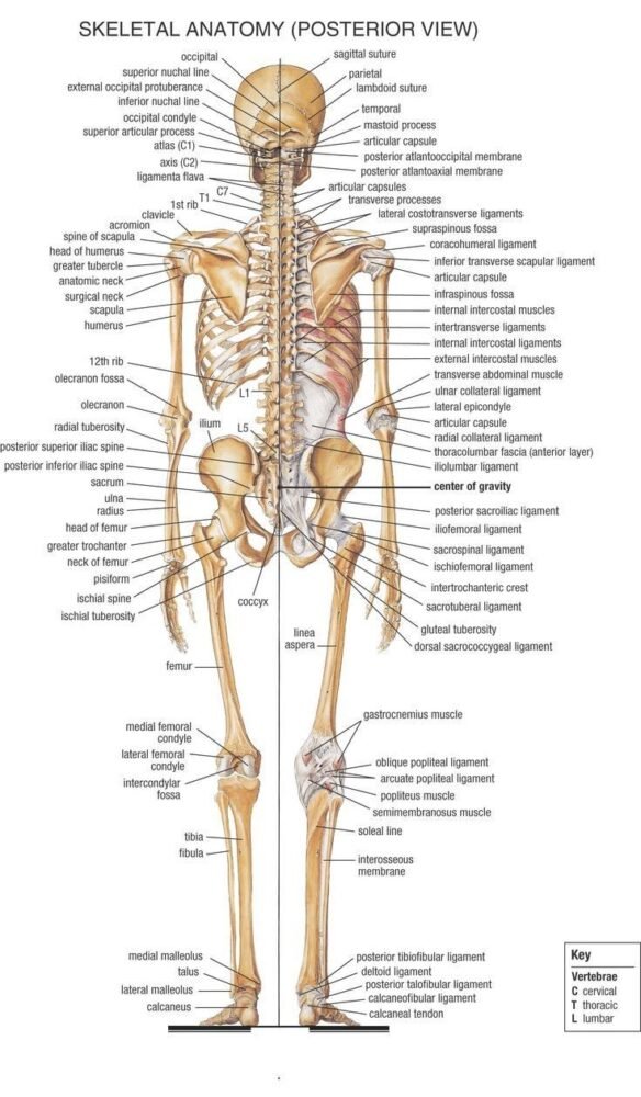 Dissection Human Body