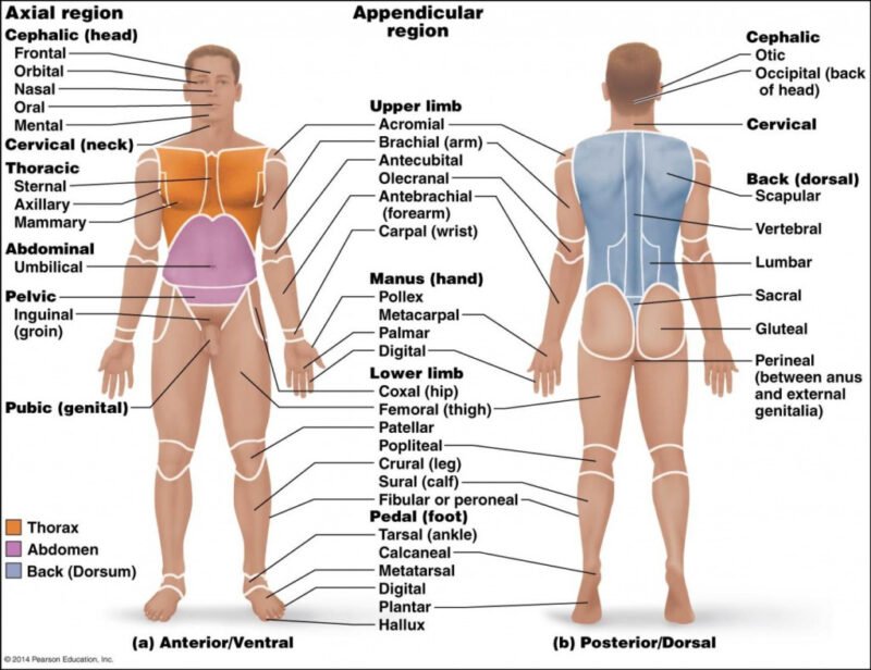 Dissection Human Body Dissection Human Body