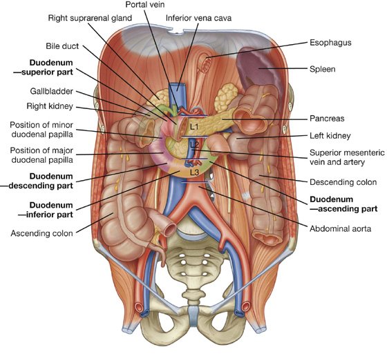Dissection Human Body Dissection Human Body
