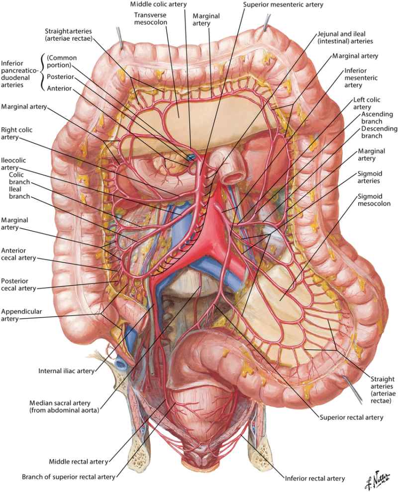 Dissection Human Body Dissection Human Body
