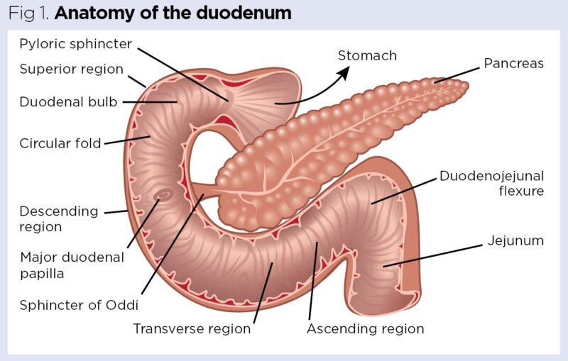 Dissection Human Body Dissection Human Body