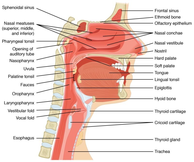 Dissection Human Body Dissection Human Body