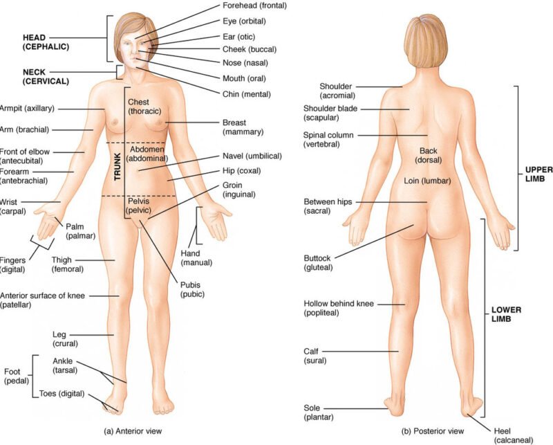 Dissection Human Body Dissection Human Body