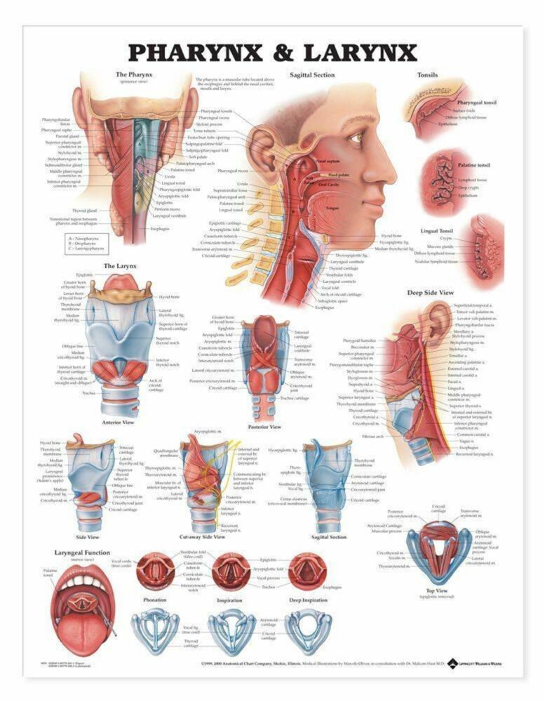 Dissection Human Body