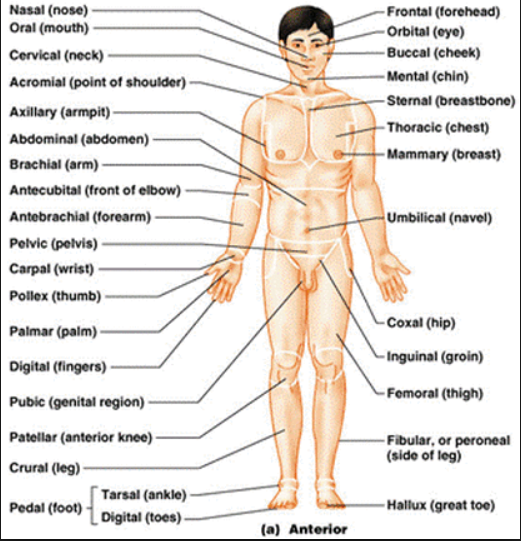 Dissection Human Body