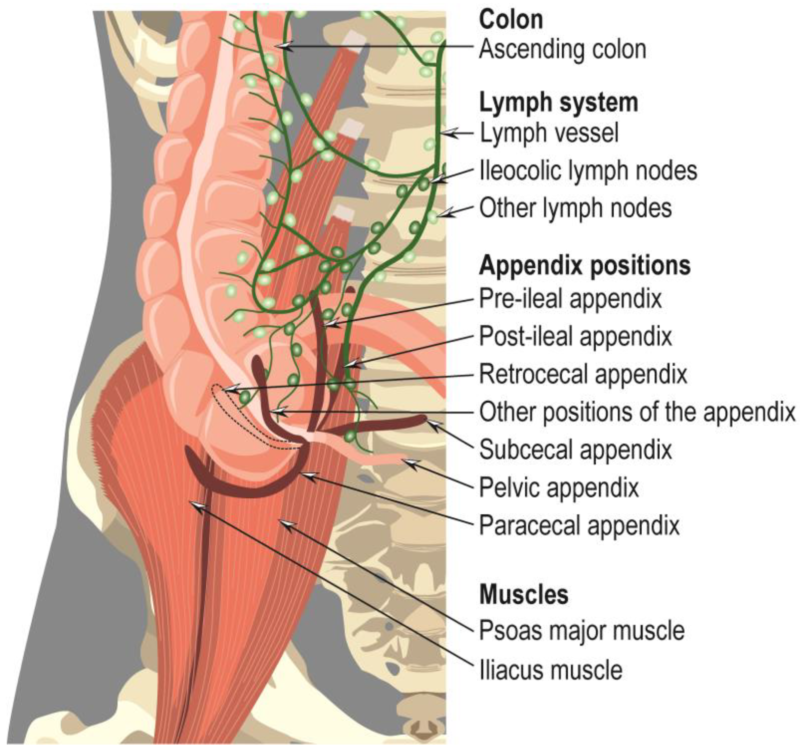 Dissection Human Body Dissection Human Body